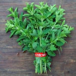 oregano