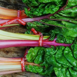 chard - bright lights. Multiple product options available: 4