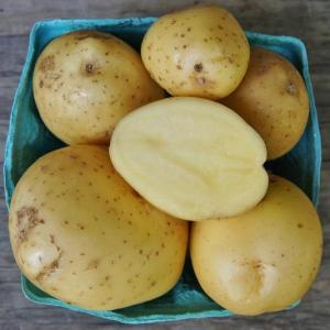 potatoes - golden globe. Multiple product options available: 4