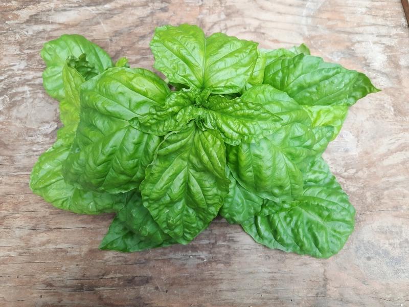 basil - lettuce leaf