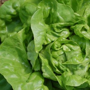 head lettuce - green butterhead