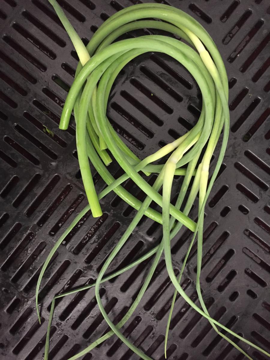 Produce- Garlic Scapes 