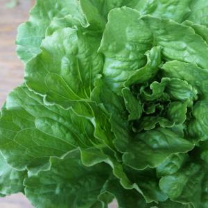 head lettuce - green romaine