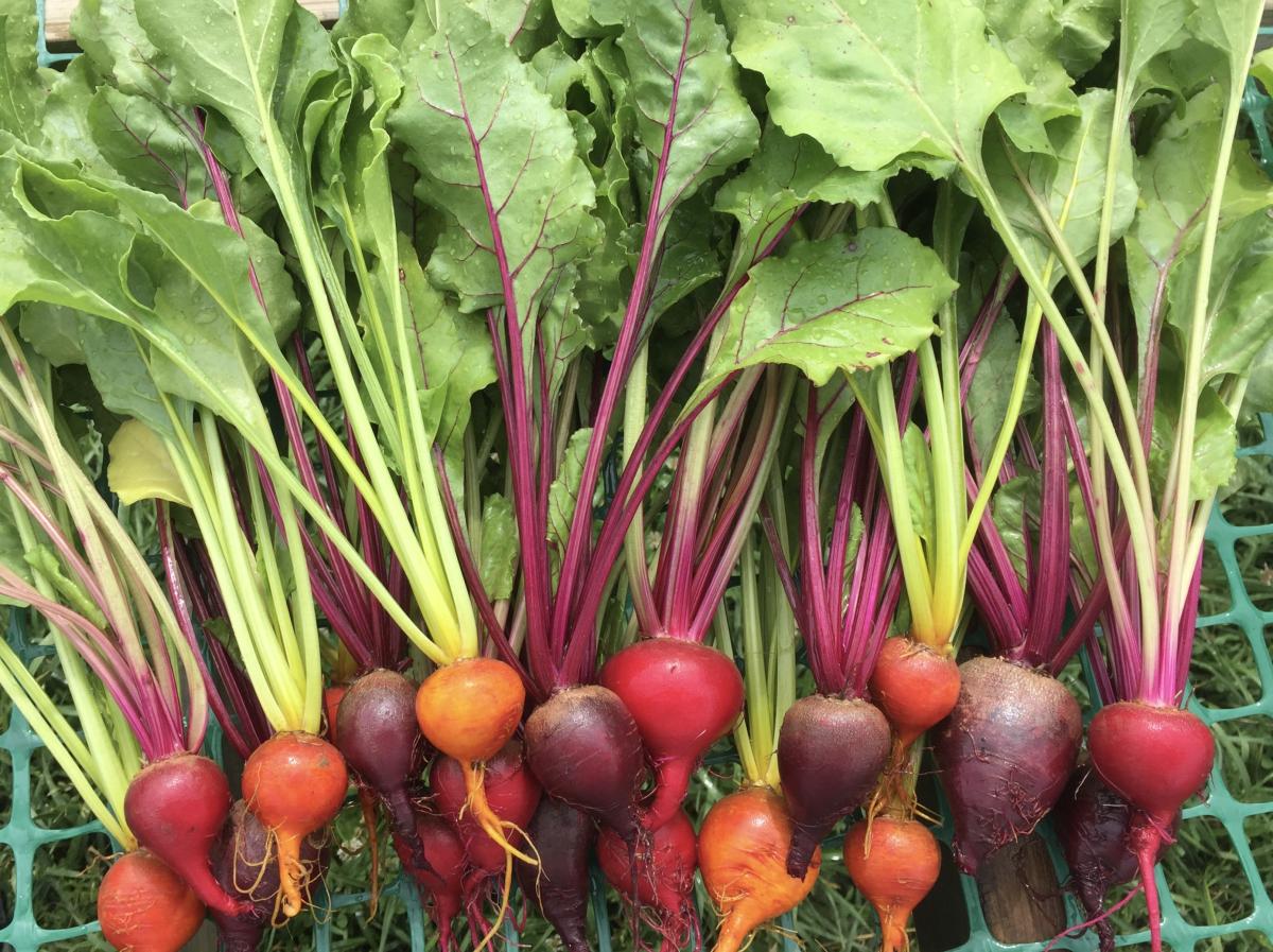 Produce- Beets  