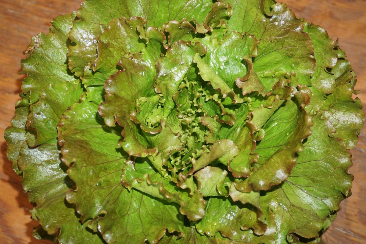 head lettuce summer crisp NEXT STEP PRODUCE