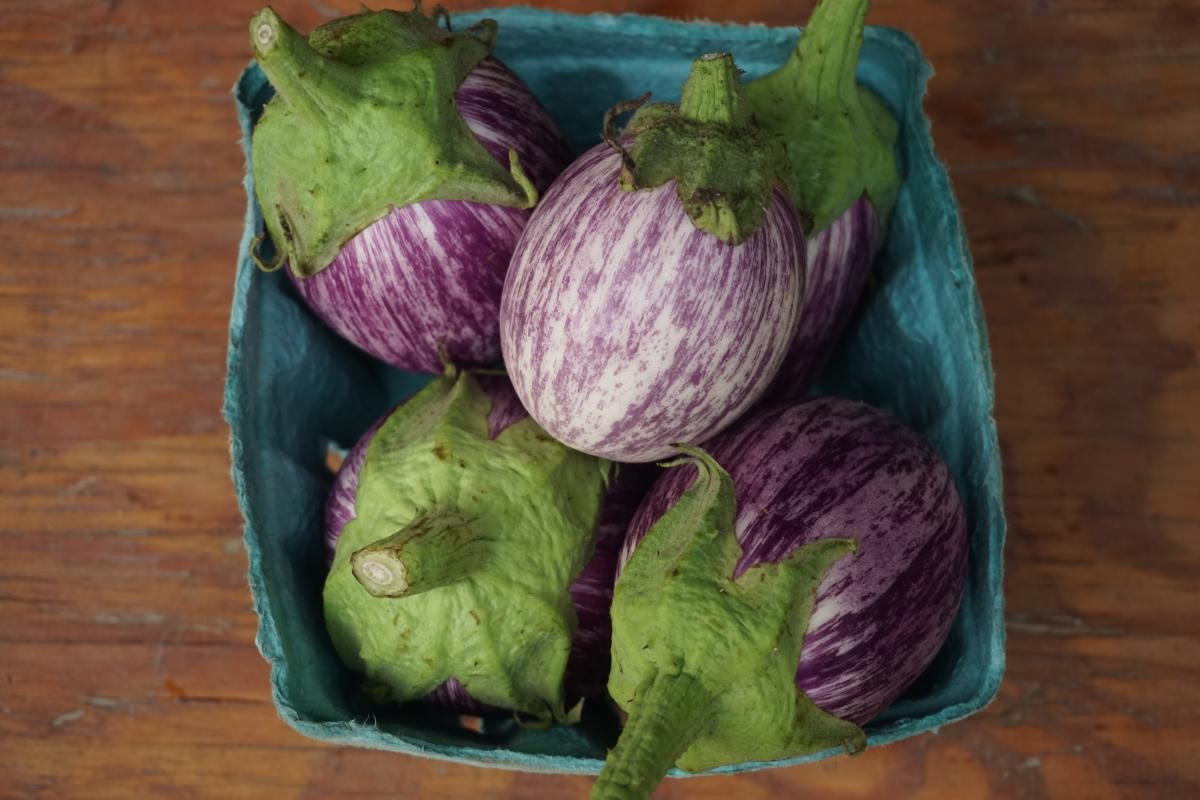eggplant small variegated NEXT STEP PRODUCE