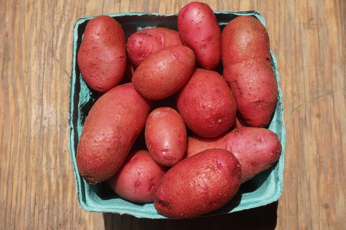 potatoes red thumb NEXT STEP PRODUCE