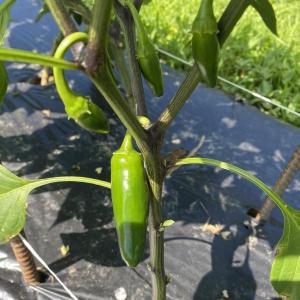 Produce- Peppers, Hot 