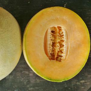melon - cantaloupe