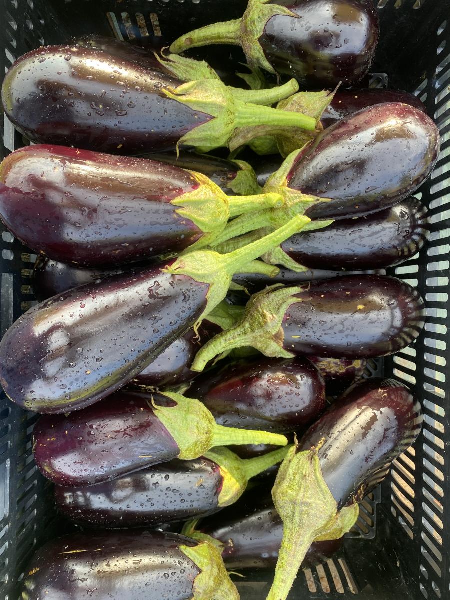 Produce Eggplant Clark's Farm