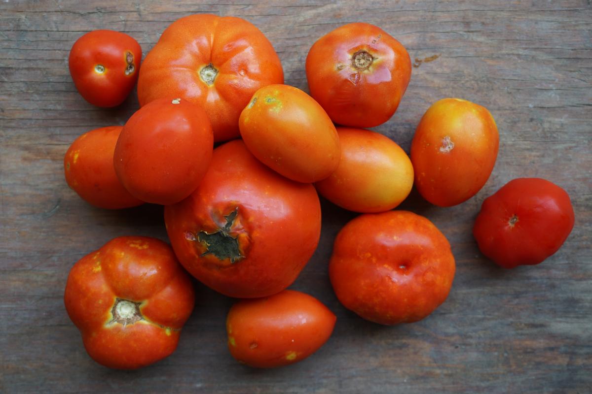 tomato 2NDS red NEXT STEP PRODUCE