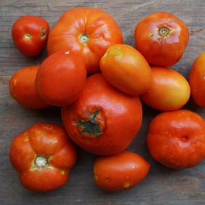 tomato 2NDS - red. Multiple product options available: 2