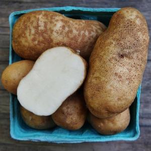 potatoes - russet