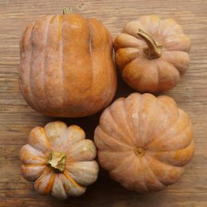 winter squash - robins koginut. Multiple product options available: 2
