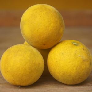 bitter lemon