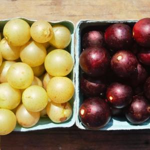 muscadine grapes. Multiple product options available: 3