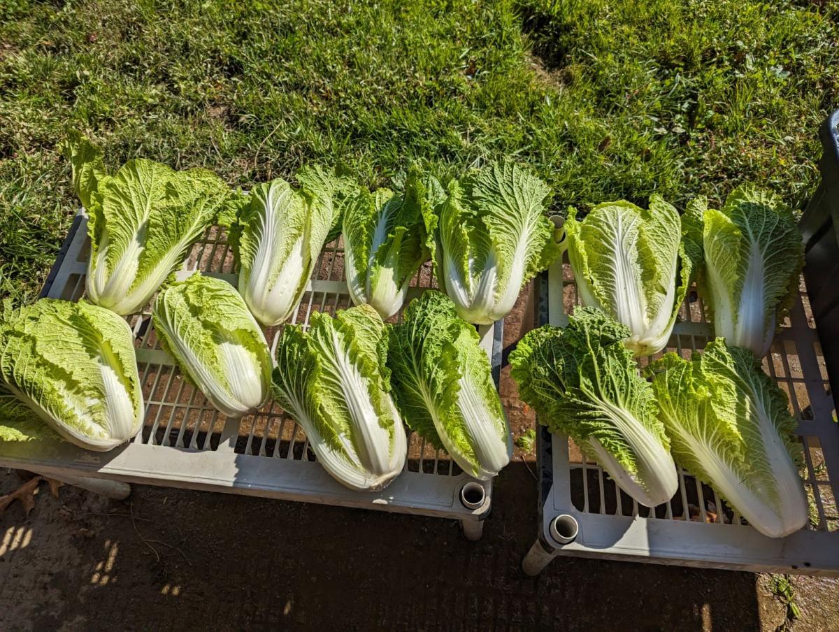 Produce- Cabbage (SALE)