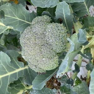 Produce- Broccoli