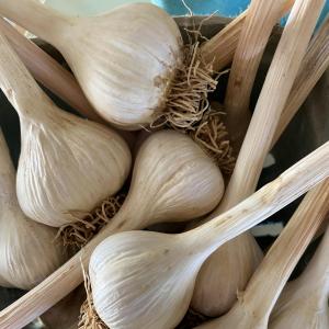 Produce- Garlic 