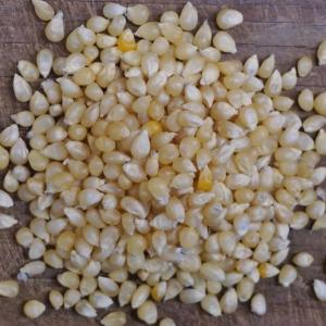 popcorn - japanese hulless. Multiple product options available: 5