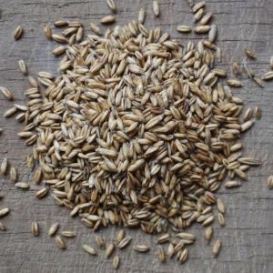 oat berries - hulless
