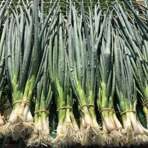 Produce- Scallions