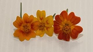 Signet Marigold - Edible Flowers