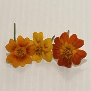 Signet Marigold - Edible Flowers