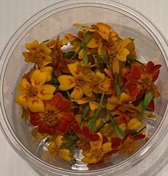 Signet Marigold - Edible Flowers
