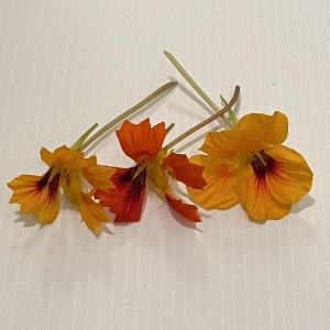 Nasturtium - Edible Flower