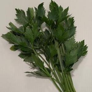 Herb - Cutting Celery