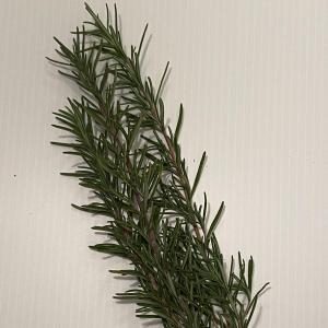 Herb - Rosemary 