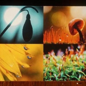greeting cards - four seasons