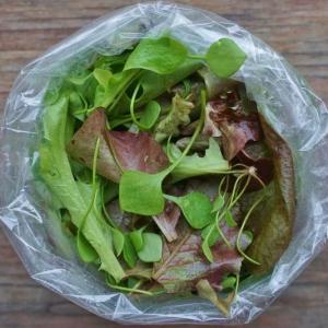 lettuce mix with claytonia. Multiple product options available: 3