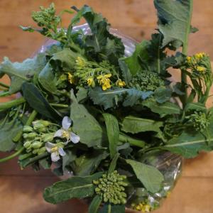 brassica budding celebration mix!. Multiple product options available: 2