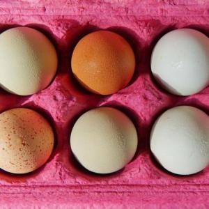 eggs