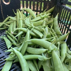 Produce- Sugar Snap Peas