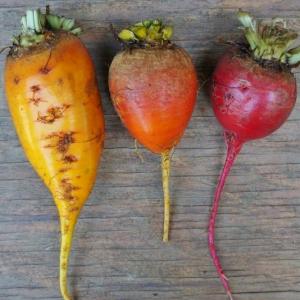 beets - three root grex