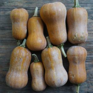 winter squash - honeynut. Multiple product options available: 2
