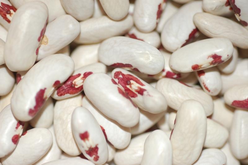 What Is A Rayed Bean dry beans - red eye soldier - NEXT STEP PRODUCE