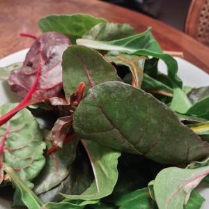 Produce -- baby swiss chard