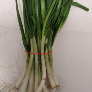 Produce -- Scallions (spring onions)