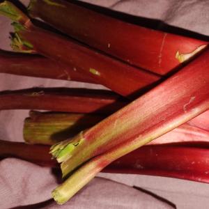 Produce -- Rhubarb