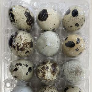 Quail eggs