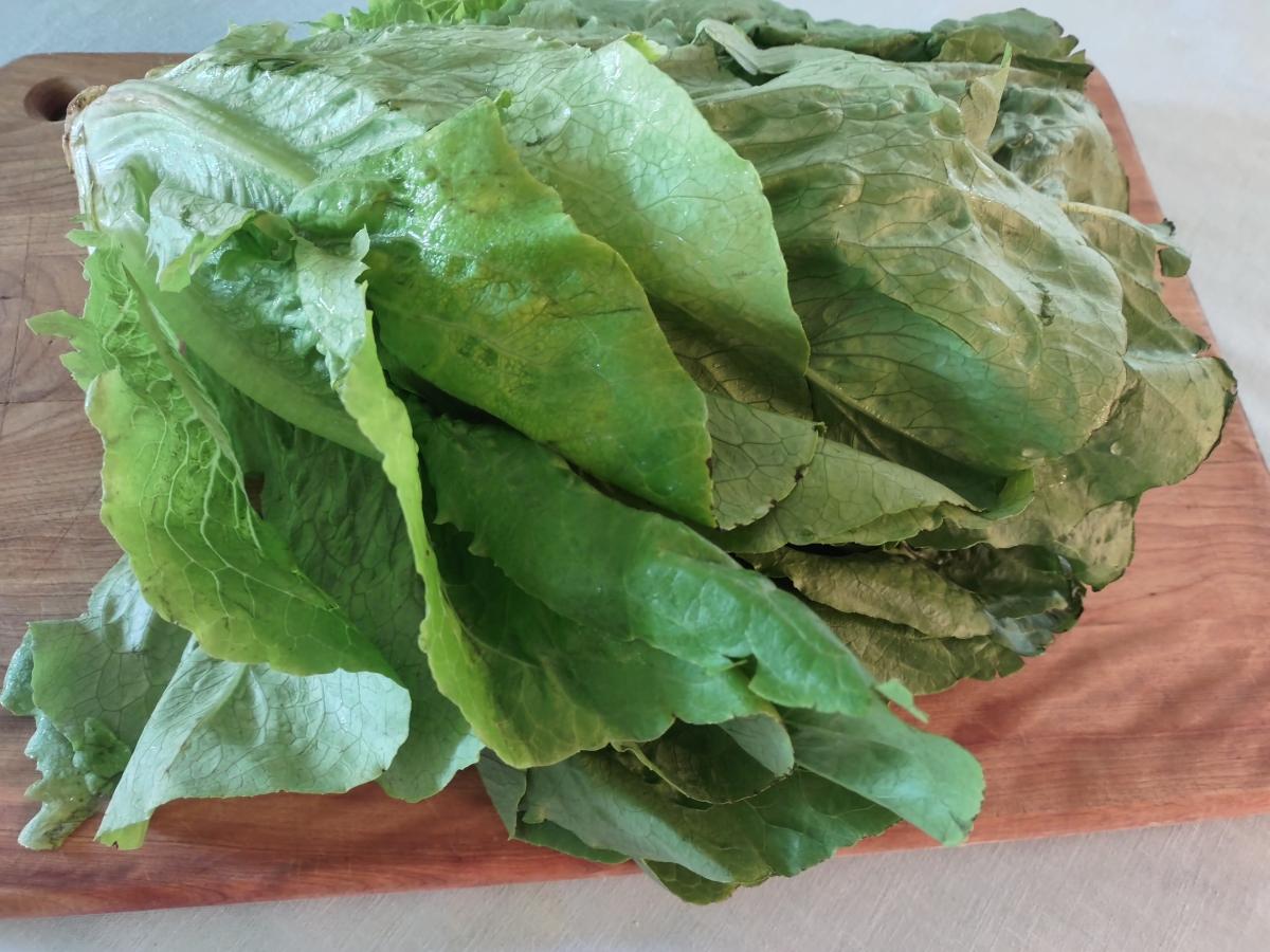 Produce Head lettuce Grassfed on the Hill