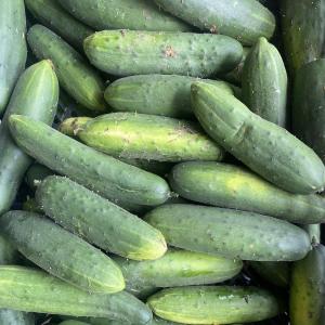 Produce- Cucumbers