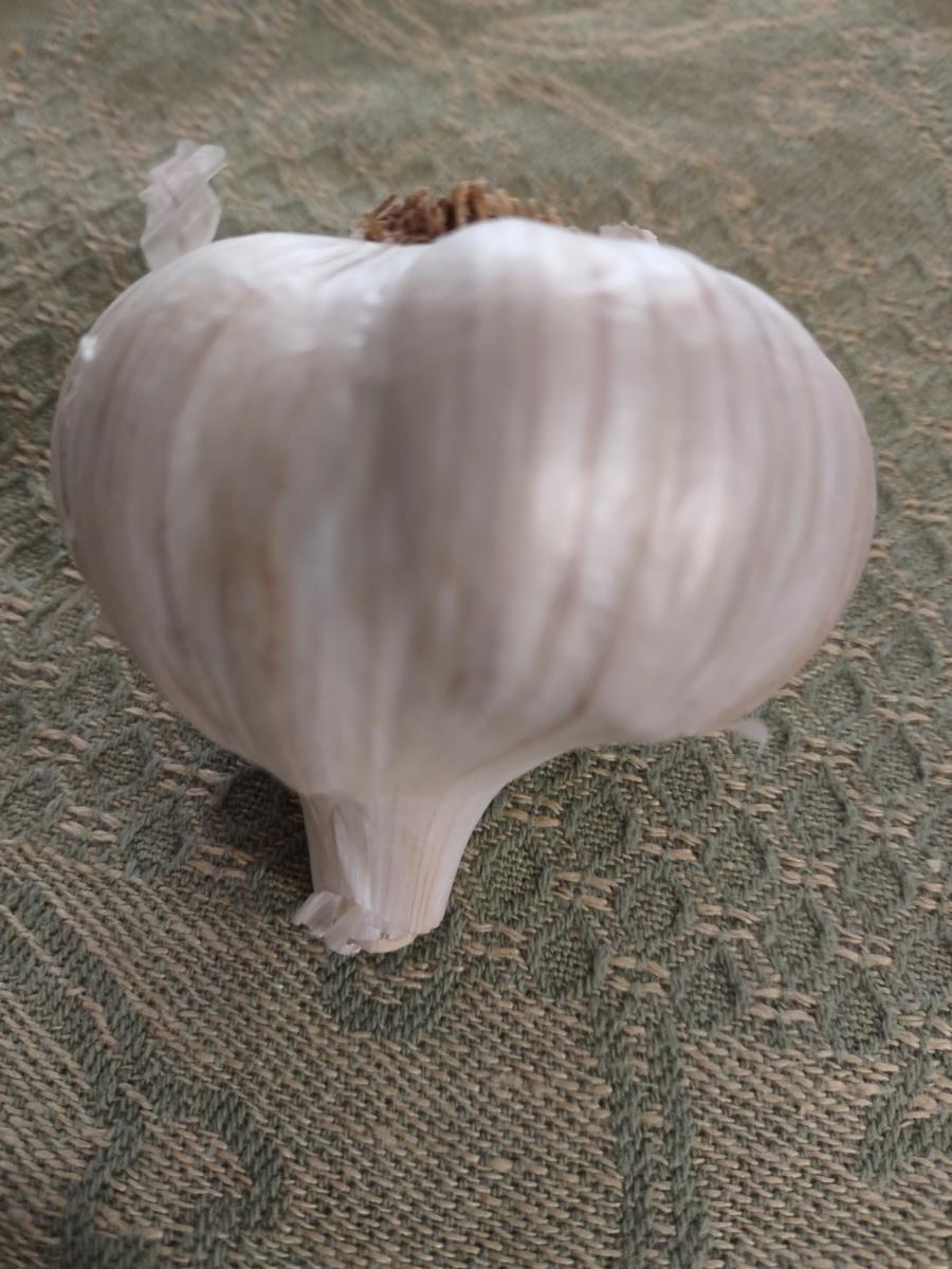 Produce -- Garlic