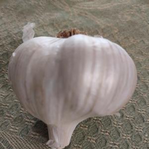 Produce -- Garlic