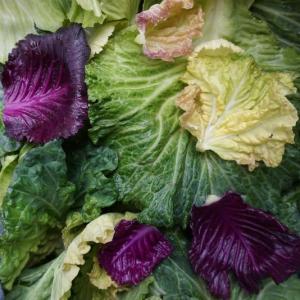 cabbage - loose medley. Multiple product options available: 3
