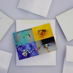 greeting cards - arthropods